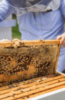 Abejas enjambre con caja