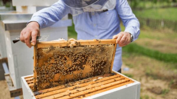 Abejas enjambre con caja