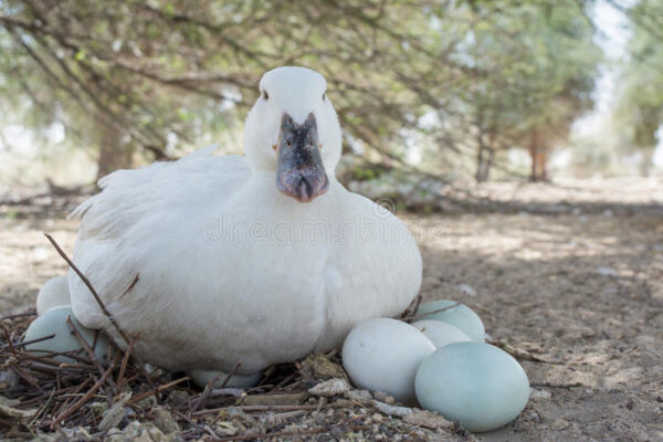 Huevos orgánicos de pato Uno