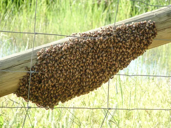 Abejas enjambre con caja - Imagen 3