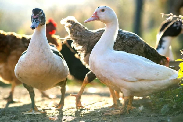 Pato de corral uno