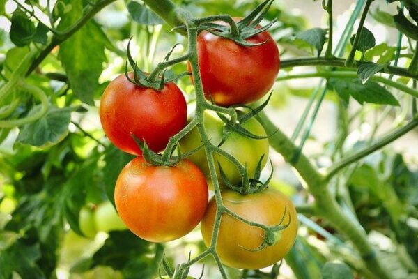 Tomate orgánico 1 Lb